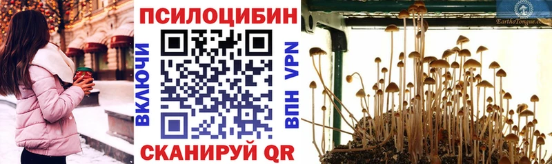Купить где  Зуевка  Псилоцибиновые грибы Cubensis 